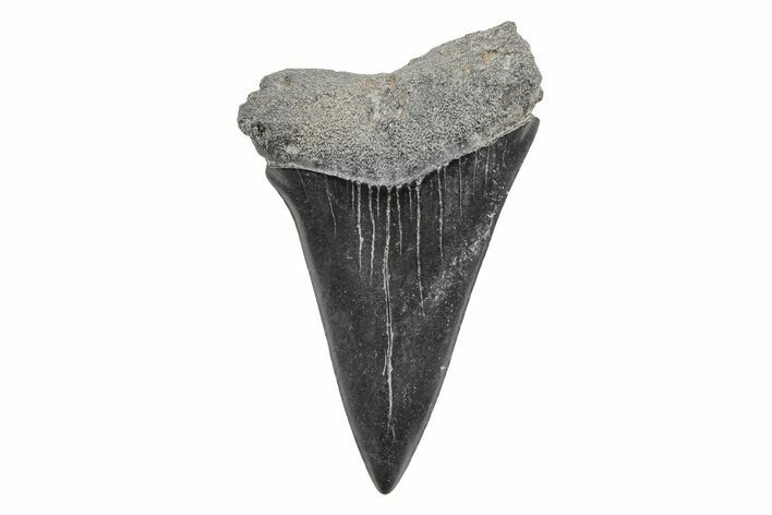 Fossil Broad-Toothed Mako Tooth - South Carolina #214620